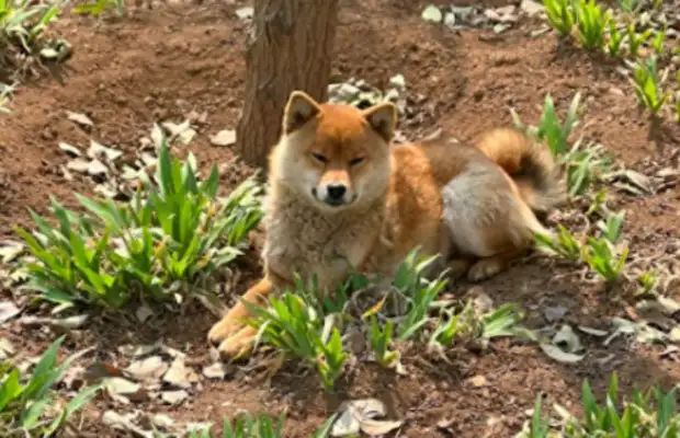 The dog seems to have been left on the side of the road waiting for the master