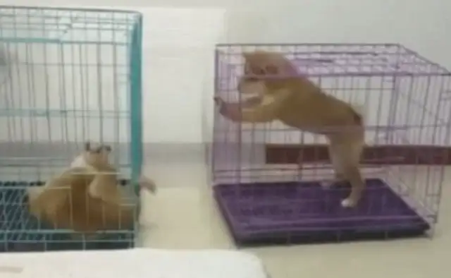Chai dogs always play with their golden tails. The master can't keep them apart