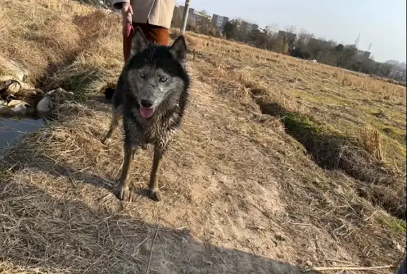 My dog came back to the country for half a day, and he planted half an acre..