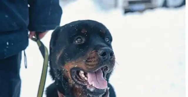 Three years ago it was a drug dealer's pet, three years later it was a powerful patrol dog