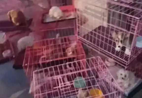 The boy saved 30 dogs in the morning
