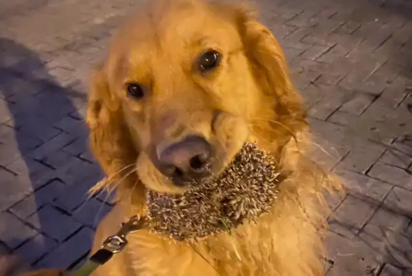 Blondie doesn't want to eat. The owner pretends to let the dog eat. That's my meal