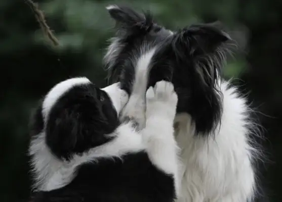 The dog was cut dozens of times, and the wound was shocking