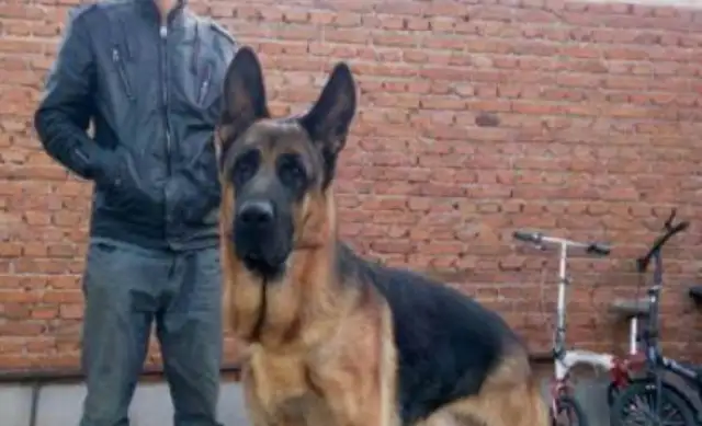 The pet dog accidentally slipped into a 60-metre well and was saved by a miracle