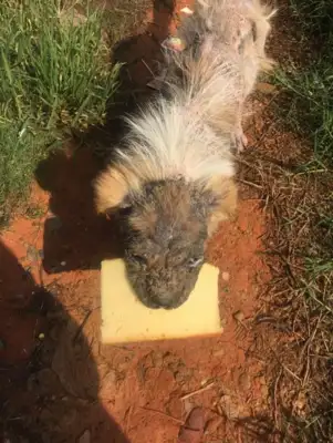 The pictures of the bugs on the face of the stray dog, who were corrupted by the mites, were taken to the hospital three times and the answers were chilling