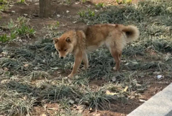 I spent a dollar on a field dog, I saw the color of the dog, and people cried for your blood