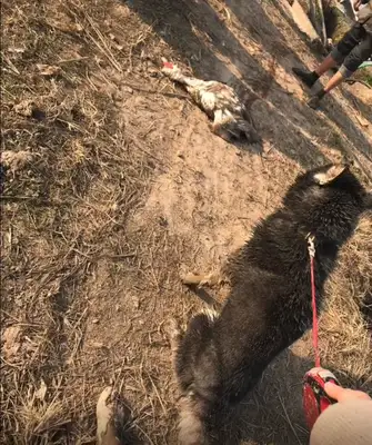 My dog came back to the country for half a day, and he planted half an acre..
