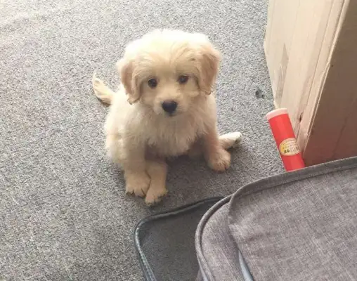 The stray dog stopped the passer-by from asking for shelter, the boy was dirty and kicked, and the baby was so full of shit