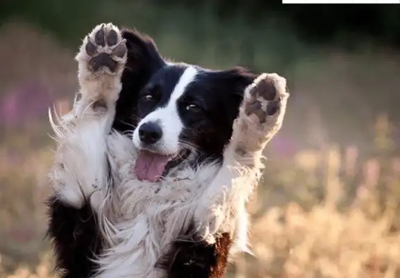 The dog was cut dozens of times, and the wound was shocking