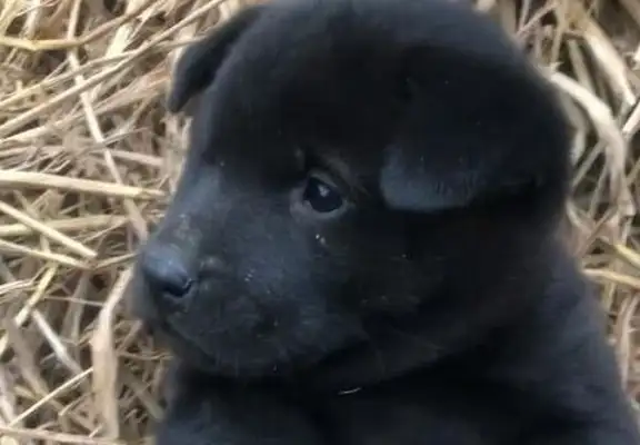 I spent a dollar on a field dog, I saw the color of the dog, and people cried for your blood
