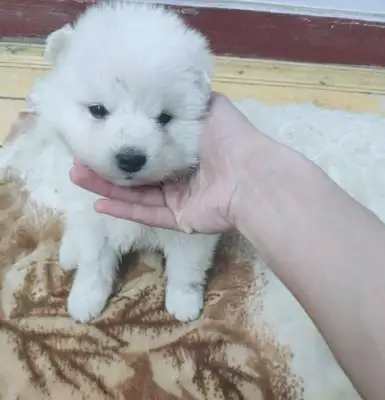 You know, the stray dogs, they come out to eat, they're so cute, they go home with them