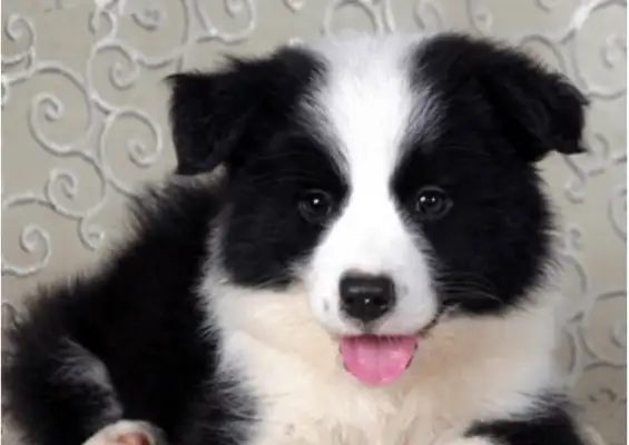 The dog was cut dozens of times, and the wound was shocking