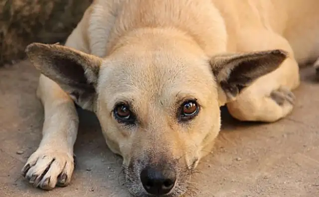 It's a panda under the dog. It makes people cry when they see the passerby