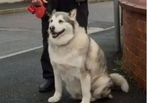 A woman sues a dog in court, and the Chief Justice announces that he's innocent