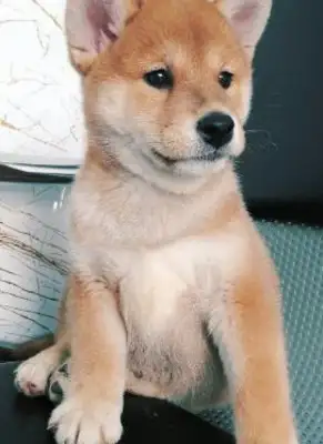 After the break-up, Battery sent a firewood dog. I didn't expect the dog to save the girl from falling in love