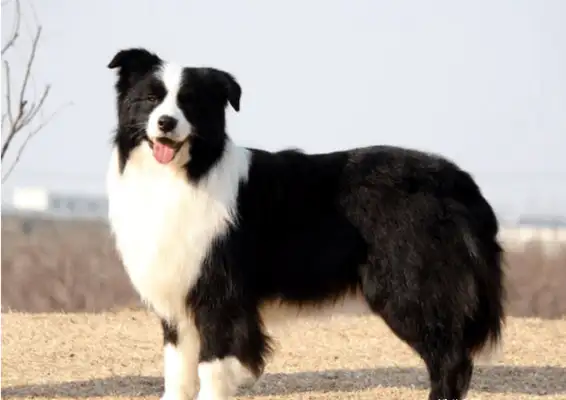 The dog was cut dozens of times, and the wound was shocking