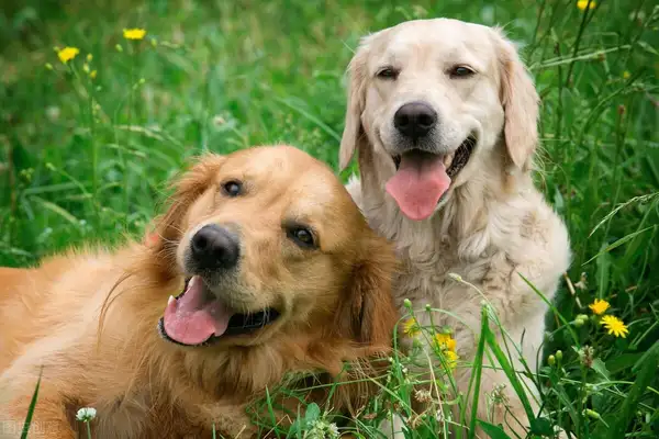 What's best for a dog? Red