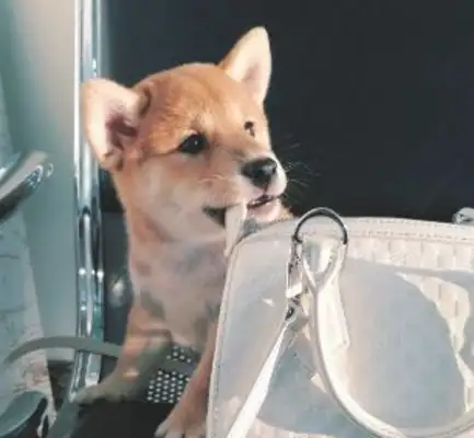 After the break-up, Battery sent a firewood dog. I didn't expect the dog to save the girl from falling in love