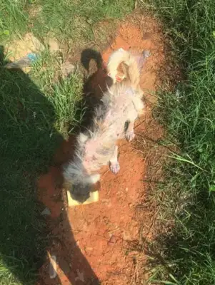 The pictures of the bugs on the face of the stray dog, who were corrupted by the mites, were taken to the hospital three times and the answers were chilling