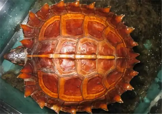 The identity of the turtle