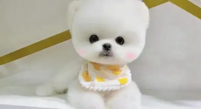 How long is a teacup dog