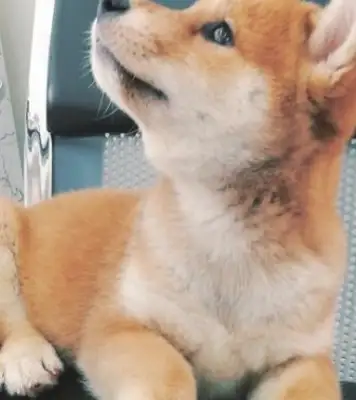 After the break-up, Battery sent a firewood dog. I didn't expect the dog to save the girl from falling in love