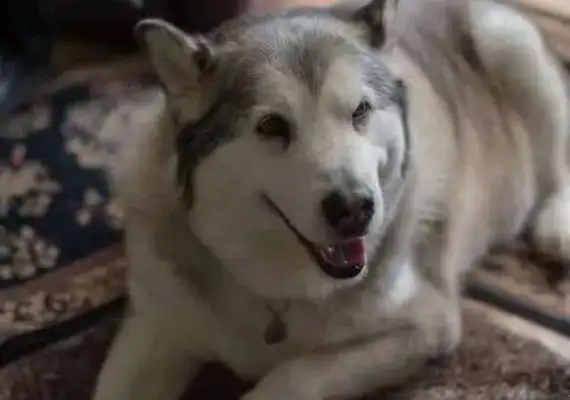 A woman sues a dog in court, and the Chief Justice announces that he's innocent