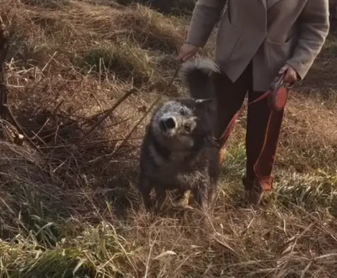My dog came back to the country for half a day, and he planted half an acre..