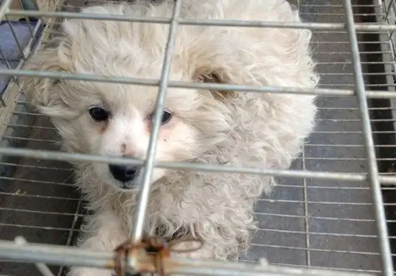 The stray dog and the girl went home after work and saw him crouching around the door for half a day
