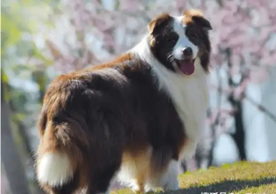 The dog was cut dozens of times, and the wound was shocking