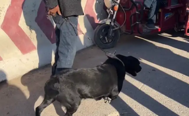 Labrado was held in a dog cage by his master and said it was worthless