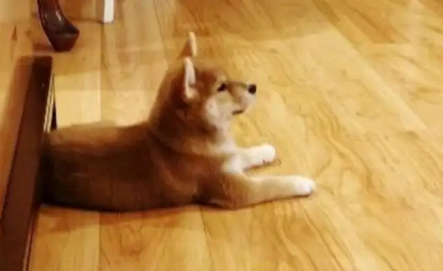 After the break-up, Battery sent a firewood dog. I didn't expect the dog to save the girl from falling in love