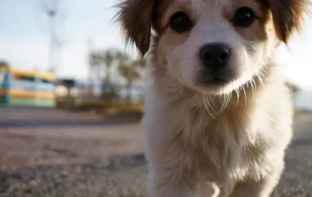 It's a panda under the dog. It makes people cry when they see the passerby