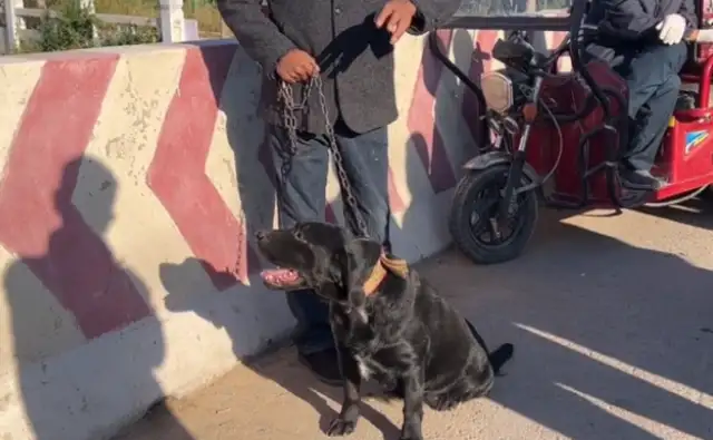 Labrado was held in a dog cage by his master and said it was worthless