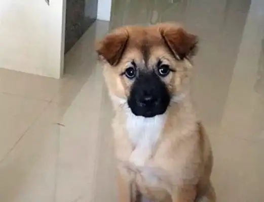 Foreign men asked Chinese veterinarians to cut their hair, and the results made him feel so exciting