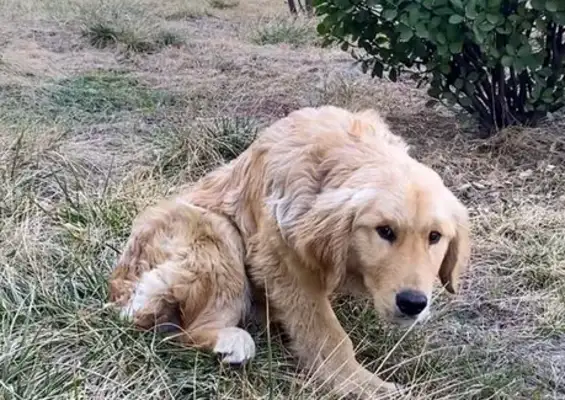 The golden fur dog whose legs were broken by the master, after a year, changed completely