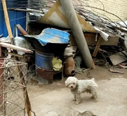 It's a panda under the dog. It makes people cry when they see the passerby