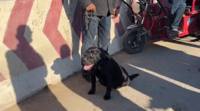 Labrado was held in a dog cage by his master and said it was worthless