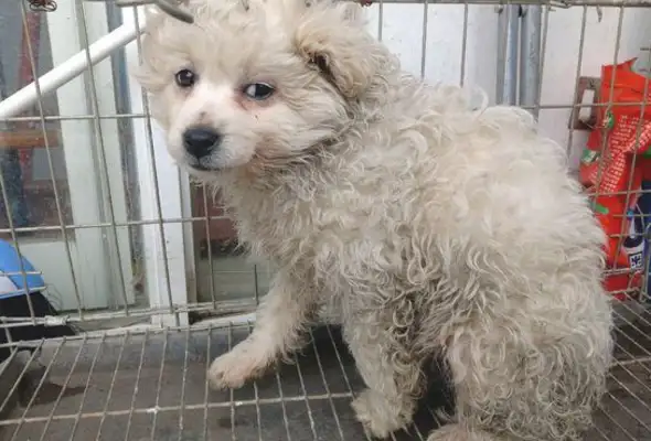 The stray dog and the girl went home after work and saw him crouching around the door for half a day