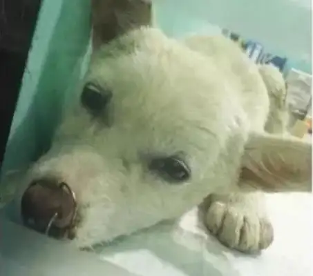 The stray dog was abused by a couple of people, the good guy saved the dog, and the doctor took over 30 hooks..