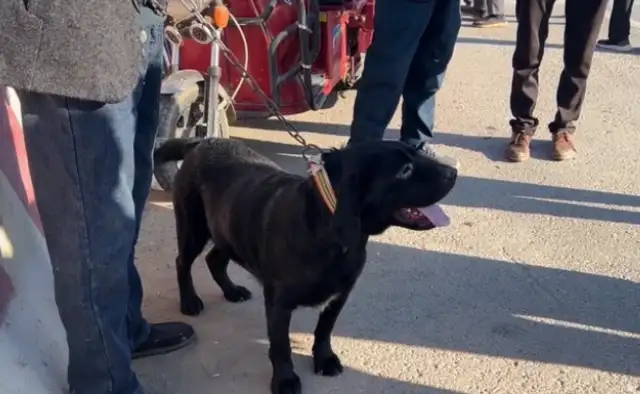 Labrado was held in a dog cage by his master and said it was worthless