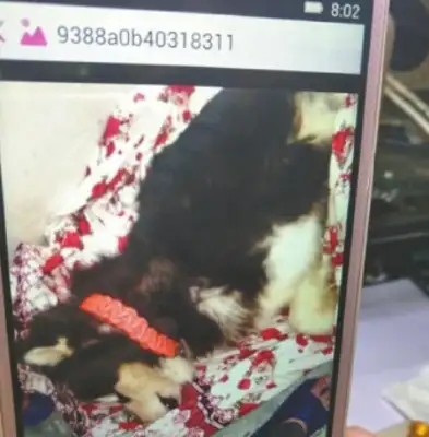 The dog died three months later