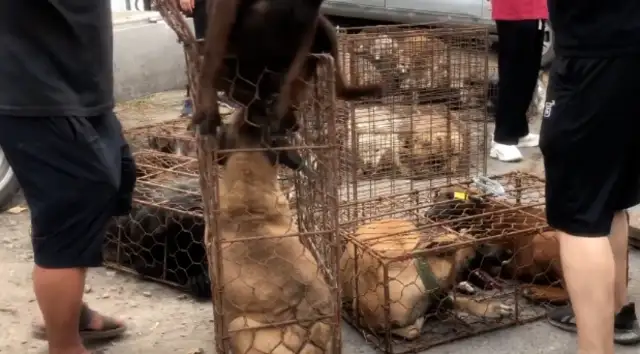 Nineteen hundred bucks. The dog owner watched his dogs get caught in a dog cage