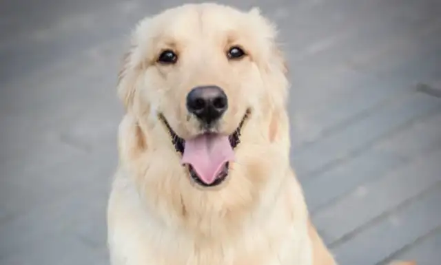 Don't say your dog stopped biting