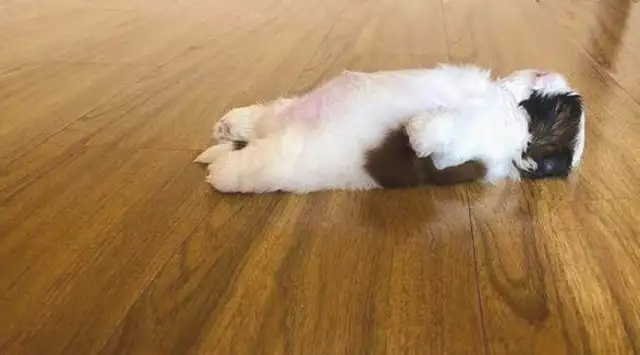 It's so cute that the baby dog keeps lying down and sleeping, making it so fast