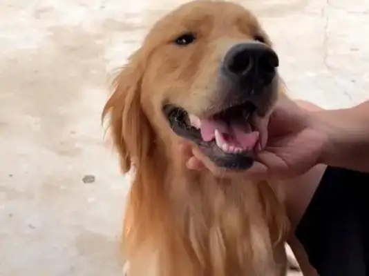 The golden fur dog whose legs were broken by the master, after a year, changed completely