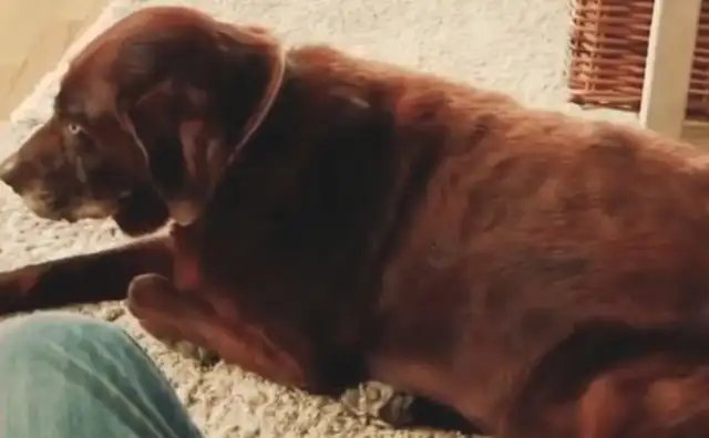 The dog put up a three-second round of farts, and it stinks and makes the cat throw up