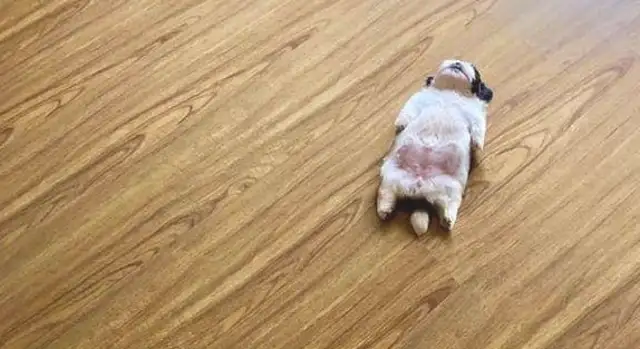 It's so cute that the baby dog keeps lying down and sleeping, making it so fast