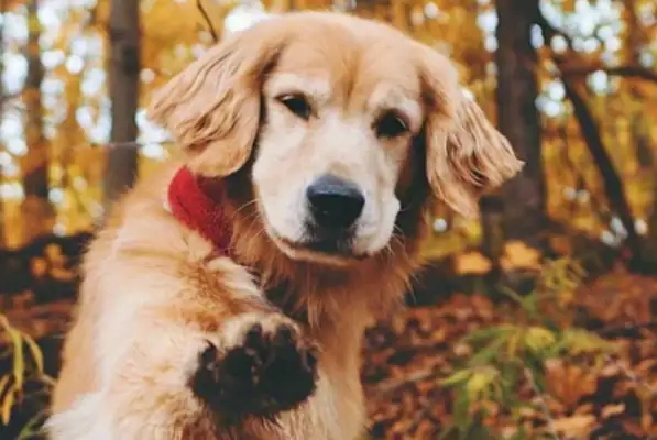 Don't say your dog stopped biting