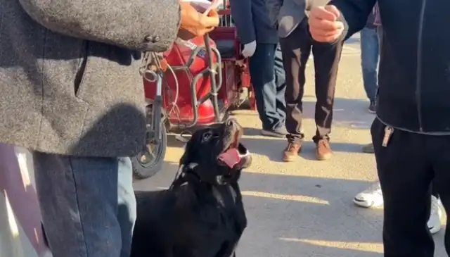 Labrado was held in a dog cage by his master and said it was worthless